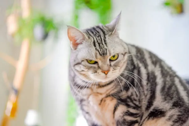 Ảnh hài mèo mướp liếc mắt ánh sáng mờ drama