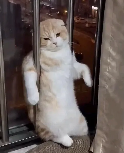 Ánh mắt mèo buồn khiến người xem thấy chính mình trong tấm ảnh