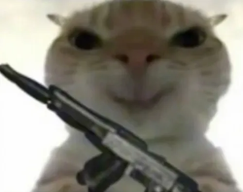 Meme mèo cầm súng: biểu cảm dữ mà đáng yêu cực độ