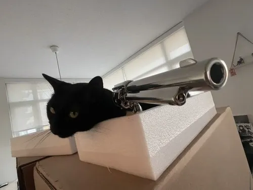 Mèo cầm súng và cú hù khiến mạng xã hội rần rần