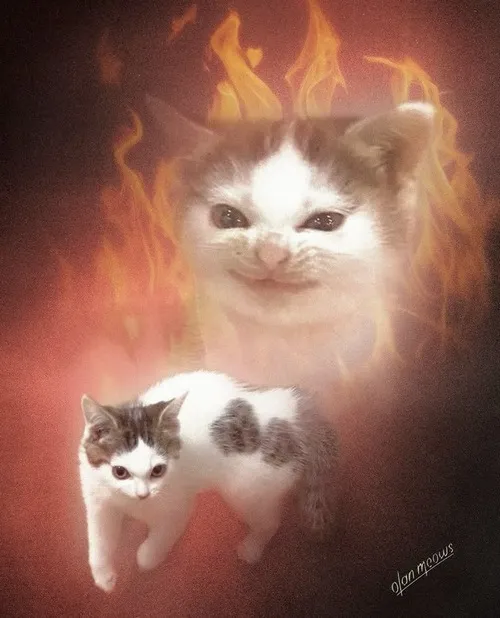 Meme troll mèo nhìn thẳng cười méo mó nhẹ