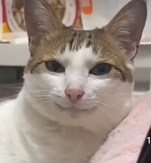 Meme chế mèo gian xảo kiểu “tao hiểu rồi nha”