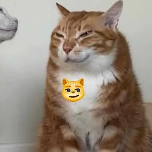 Ảnh troll mèo lông xù ánh nhìn gian manh