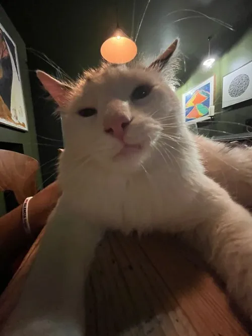 Meme chế mèo tinh ranh biểu cảm cực gắt