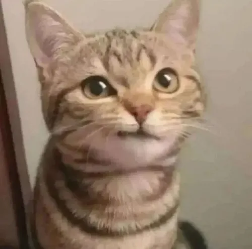 Ảnh troll mèo đắc ý nhe răng cười mỉa