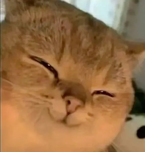 Hình vui mèo cười gian ánh mắt xéo sắc