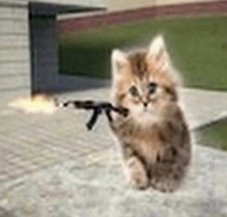 Ảnh chế mèo chỉa súng dằn mặt kiểu hài hước