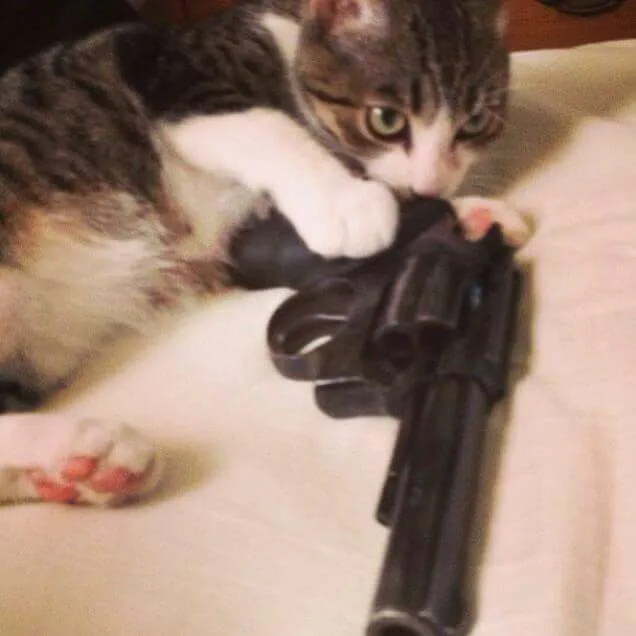 Meme mèo cầm súng phản ứng cực gắt với bạn thân