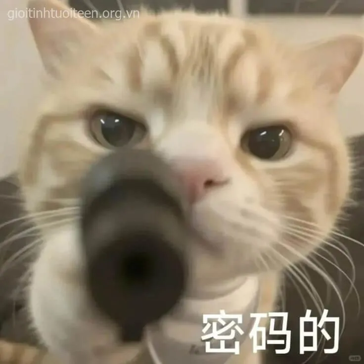 Meme mèo cầm súng với ánh mắt nghiêm túc lạnh lùng