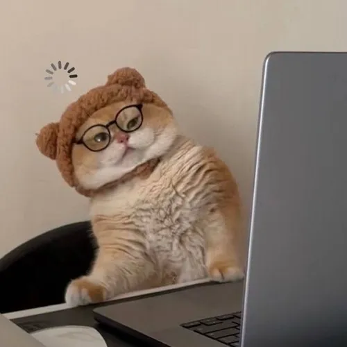 300+ Meme Mèo cute hài hước với những biểu cảm khó đỡ nhất mạng xã hội