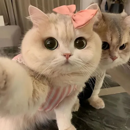 Ảnh troll mèo ngủ bá đạo làm fanpage chế ảnh sôi nổi