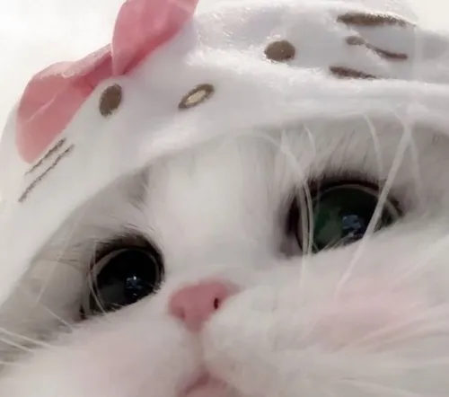 Ảnh meme vui biểu cảm mèo lim dim siêu dễ thương