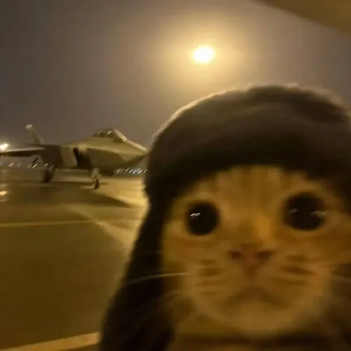 Vì sao meme mèo vẫn chiếm ngôi vương ảnh chế TikTok hiện nay