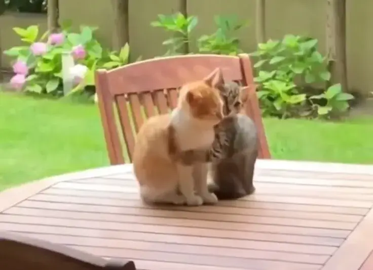 Meme mèo ôm nhau trìu mến dễ thương