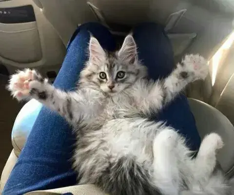 Mèo dang tay đòi ôm