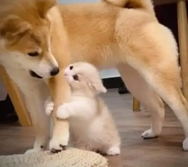 Meme hài mèo ấm áp, khung cảnh dịu ánh sáng