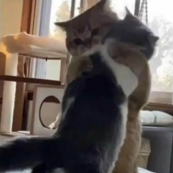 Meme mèo con ôm nhau an ủi dịu dàng cute