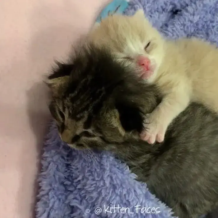 Meme mèo ôm nhau dịu dàng đáng yêu