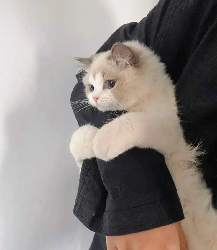 Hình meme mèo con ôm chặt tay bạn