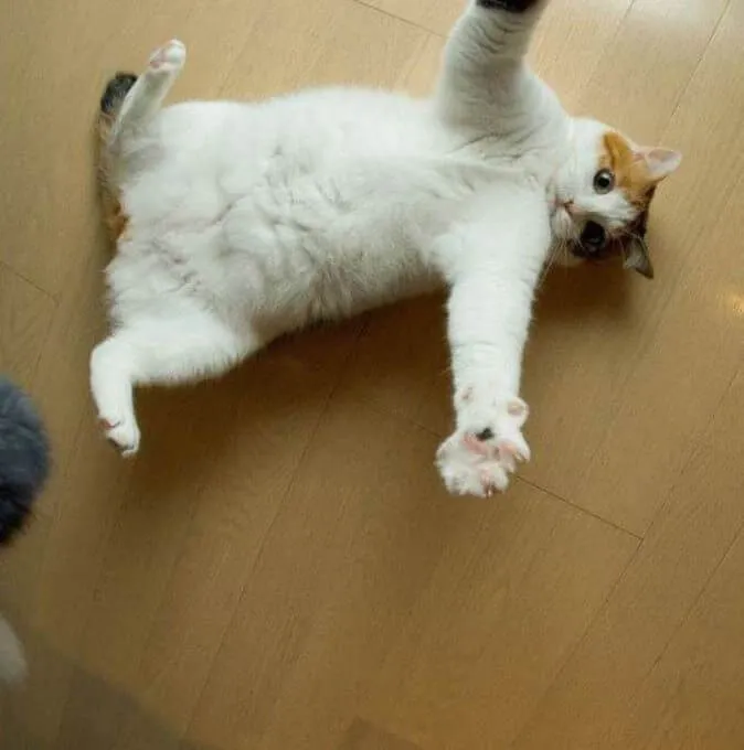 Mèo nằm dang tay đòi ôm