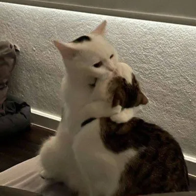 Hình chế mèo ôm cắn nhau tình cảm dịu dàng