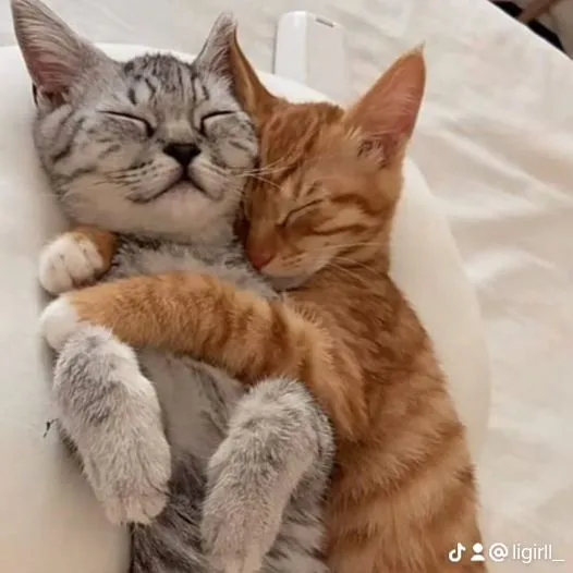 Ảnh meme con mèo ôm bạn thân đáng yêu