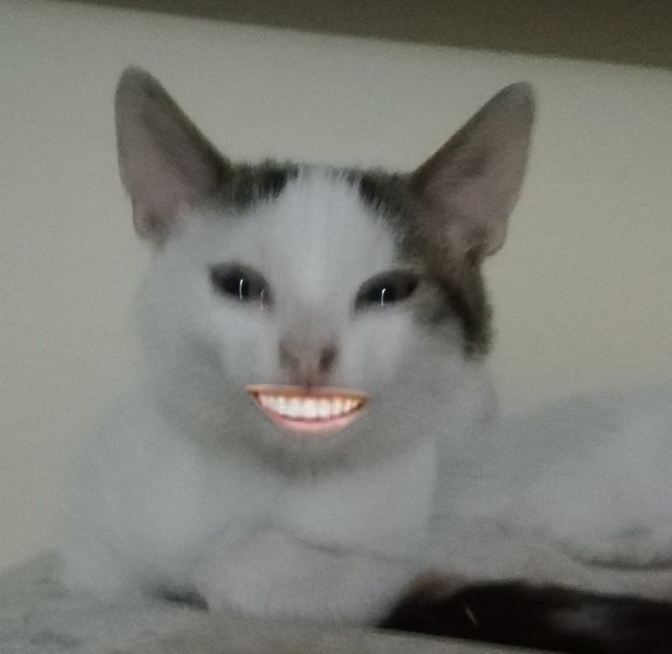 Mèo trắng nằm dài cười nhe răng nhìn nguy hiểm