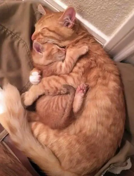 Vẻ mặt mèo gà gật, mắt cụp xuống đầy mệt nhọc.