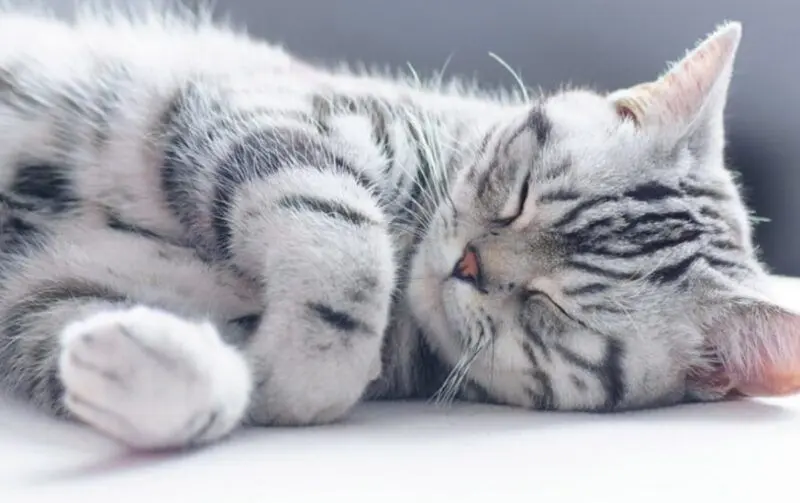 Hình chế mèo lim dim nửa tỉnh nửa mê cực dễ thương