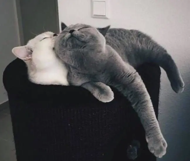 Mèo buồn ngủ lờ đờ, dáng vẻ cực kỳ hài hước đáng yêu.