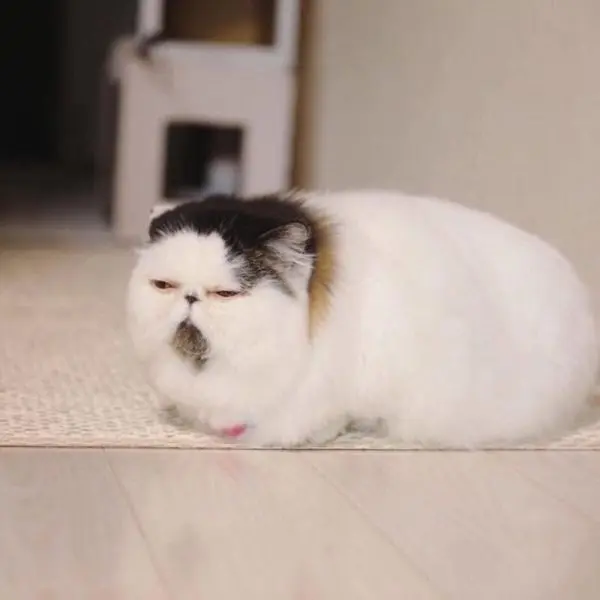 Meme vui mèo lăn quay trên bàn làm việc trông mệt giùm