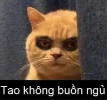 Meme hài mèo trắng ngủ gục giữa ánh nắng trưa