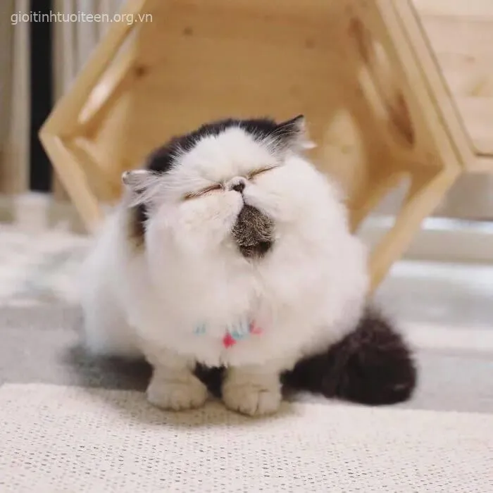 Ảnh vui mèo buồn ngủ với mặt mệt rũ rượi