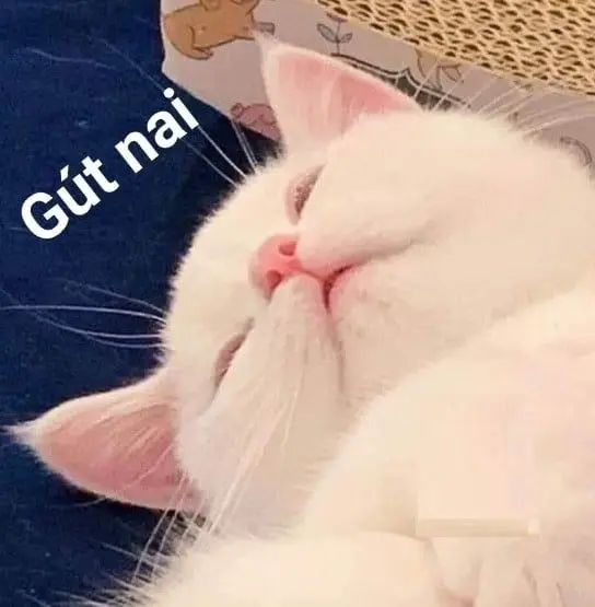 Mèo mệt lả buồn ngủ, ánh nhìn thẫn thờ ngơ ngác.