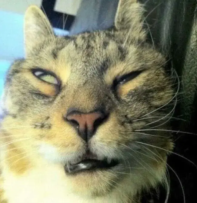 Hình troll mèo ngáp dài trước màn hình TikTok