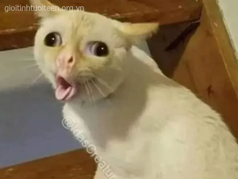 Mèo làm mặt tỉnh bơ nhưng nhìn lại siêu hài.