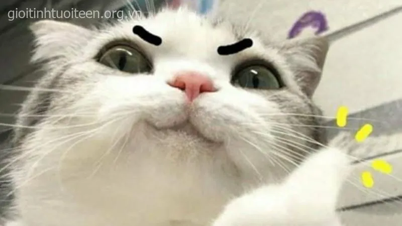 Mèo giơ tay chào, vẻ mặt ngơ ngác cực duyên.
