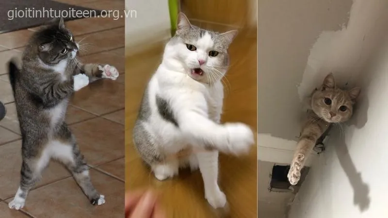 Gương mặt vô tri của mèo làm group chat rần rần.