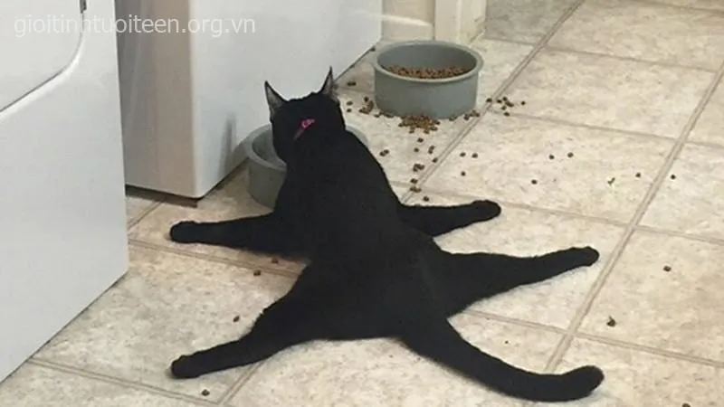 Mèo nhăn mặt khó chịu nhưng lại đáng yêu lạ.