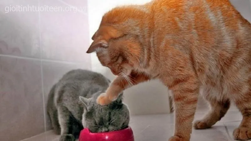 Mèo đứng nghiêng đầu, ánh mắt cực hài hước.