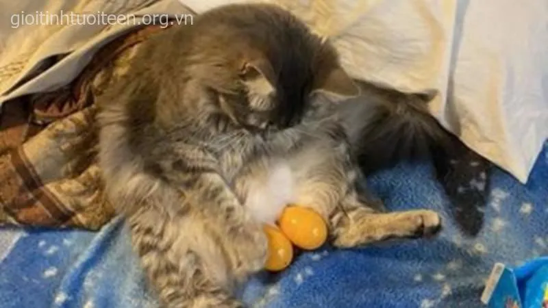 Vì sao dân mạng gọi meme mèo là ngôn ngữ cảm xúc toàn cầu