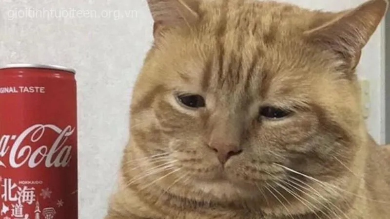 Hình mèo troll bá đạo, hợp thả comment cà khịa.