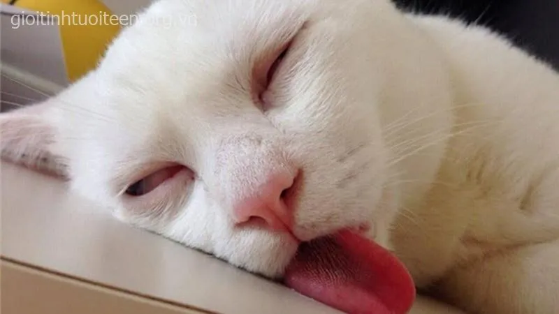 Mèo mập ú nằm dài, khuôn mặt ngốc khó đỡ.