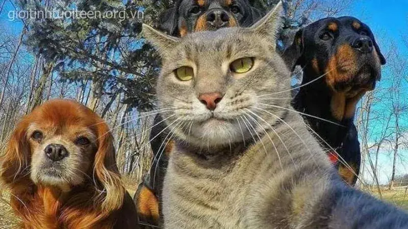 Hình chế mèo vintage pha màu trắng đen siêu lạ