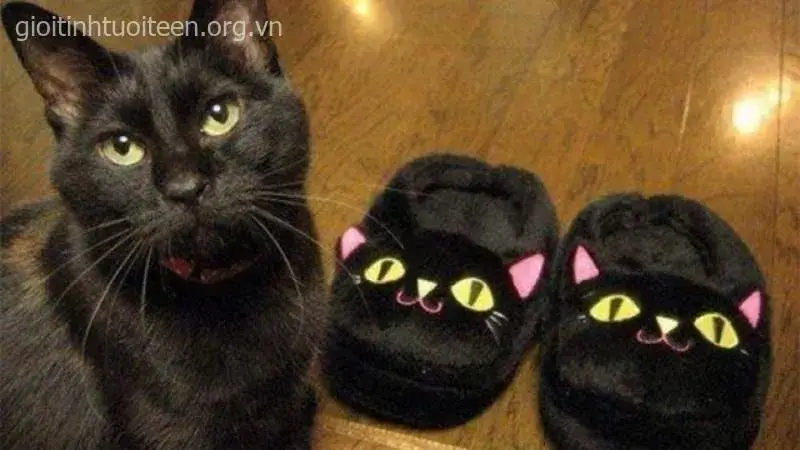 Mèo vô tri trợn mắt, biểu cảm vừa đáng sợ vừa hài.