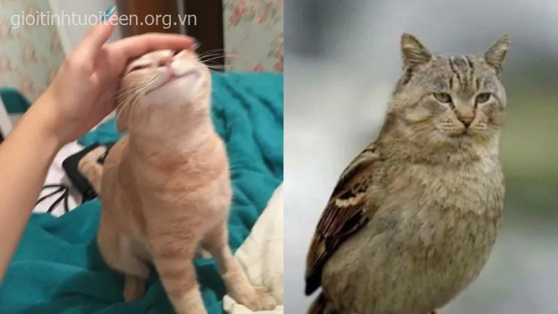 Chú mèo ngủ gật, biểu cảm dễ thương vô cùng hài.