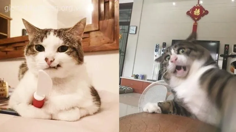 Chú mèo troll, nhe răng cười tươi cực đáng yêu.