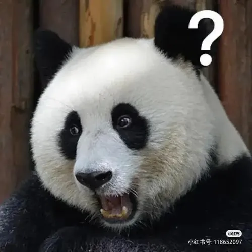 Ảnh troll gấu trúc nửa cười nửa xoáy trong khung nền trắng.