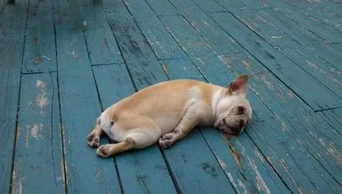 Ảnh hài mệt mỏi học sinh mùa thi không ngủ