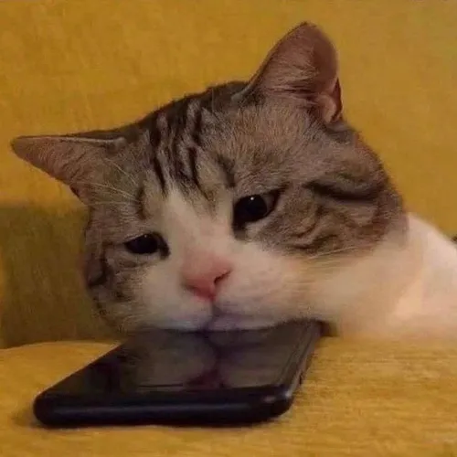 Hình chế meme vui mà buồn vì nhớ nhung.